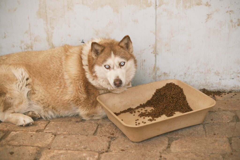 nutra complete dog food 