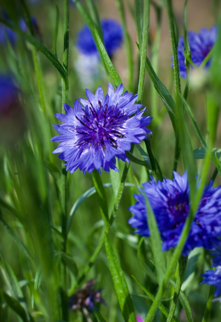 cornflower blue color